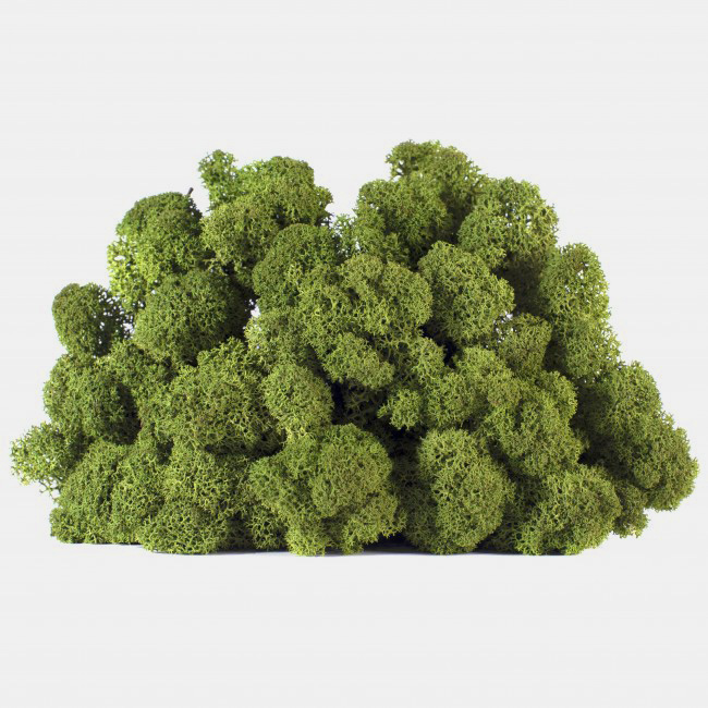 LIC/0570 Preserved Lichen Meduim Green - W-Box 0,5 kg