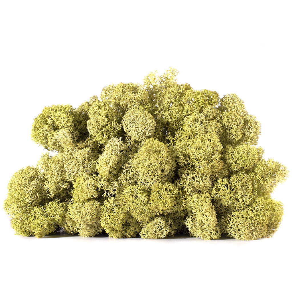LIC/0582 Lichen stabilisé Vert Olive W-Box 0,5 kg
