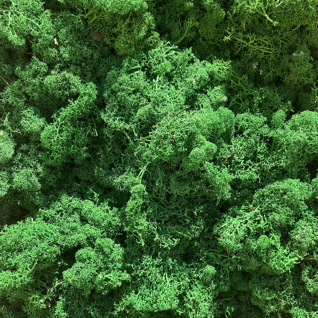 LIR/4041A Preserved Lichen Green Forest - Clean - Box 4 kg, OUTLET