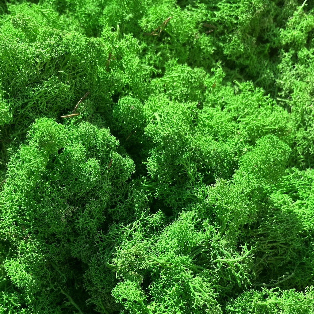 LIR/4040A Lichen stabilisé Vert Pomme Box 4 kg, OUTLET