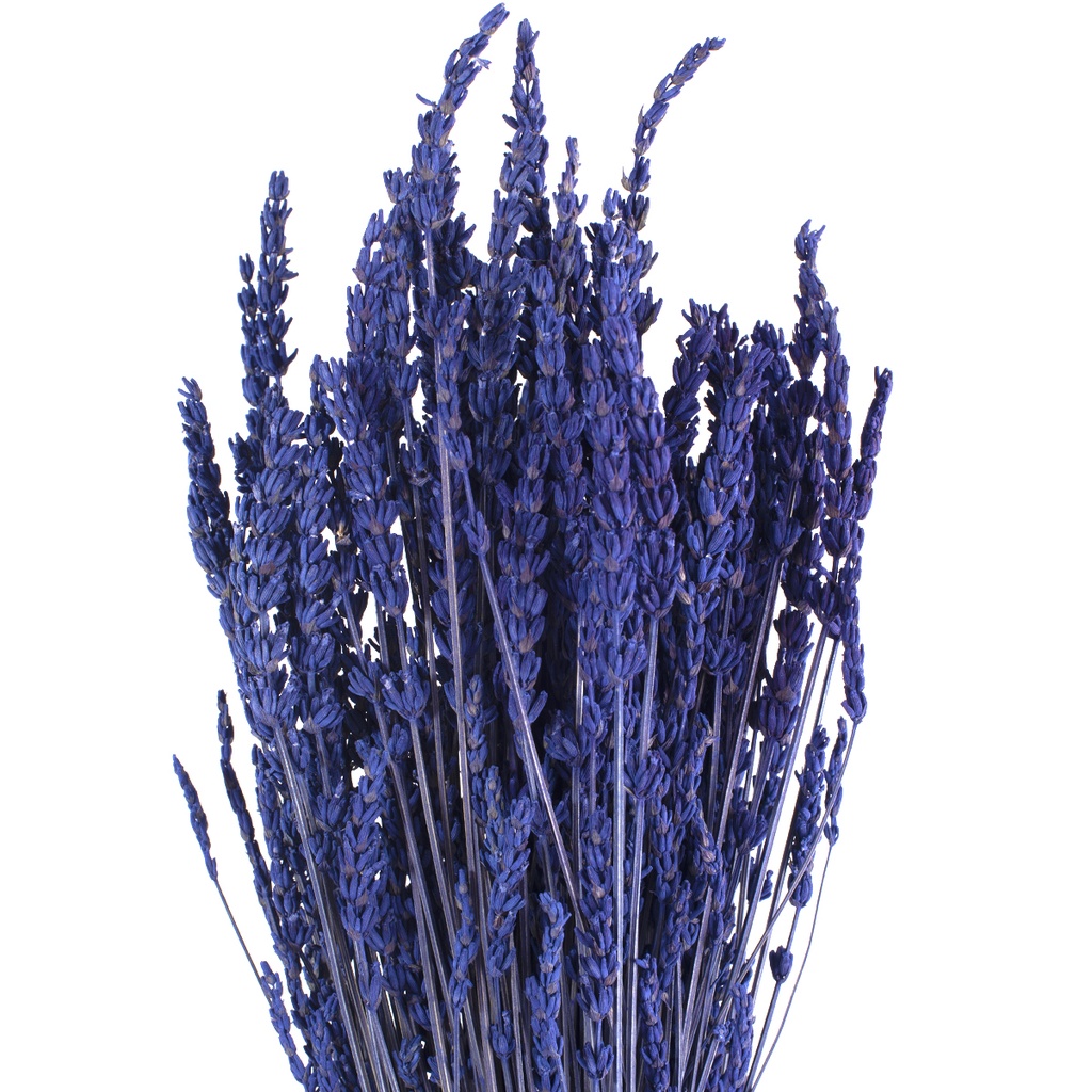 LVE/0820 Lavande preserved Natural blue