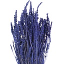 LVE/0820 Lavande stabilisierte Naturblau Blau