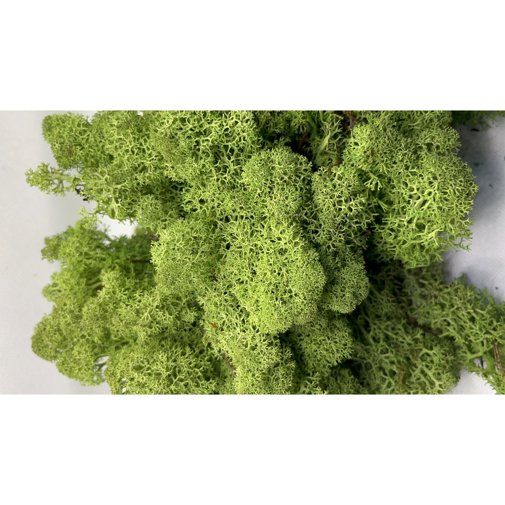 LIC/4077 Lichen stabilisé Vert Trèfle Box 4 kg