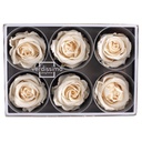 RST/2020 Rose Heads Stand preserved Champagne W-Box 6 Heads