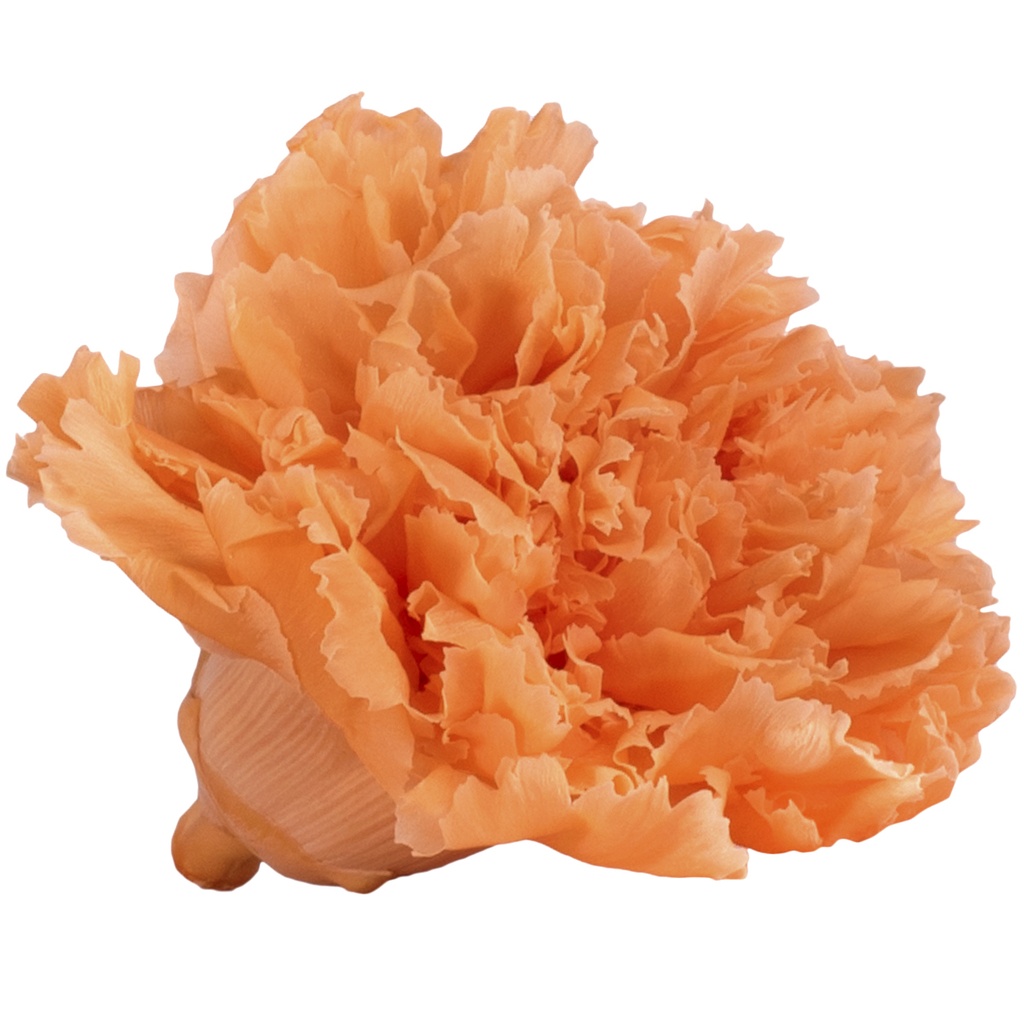 CAR/1550 Carnation Peach W-Box 6 heads