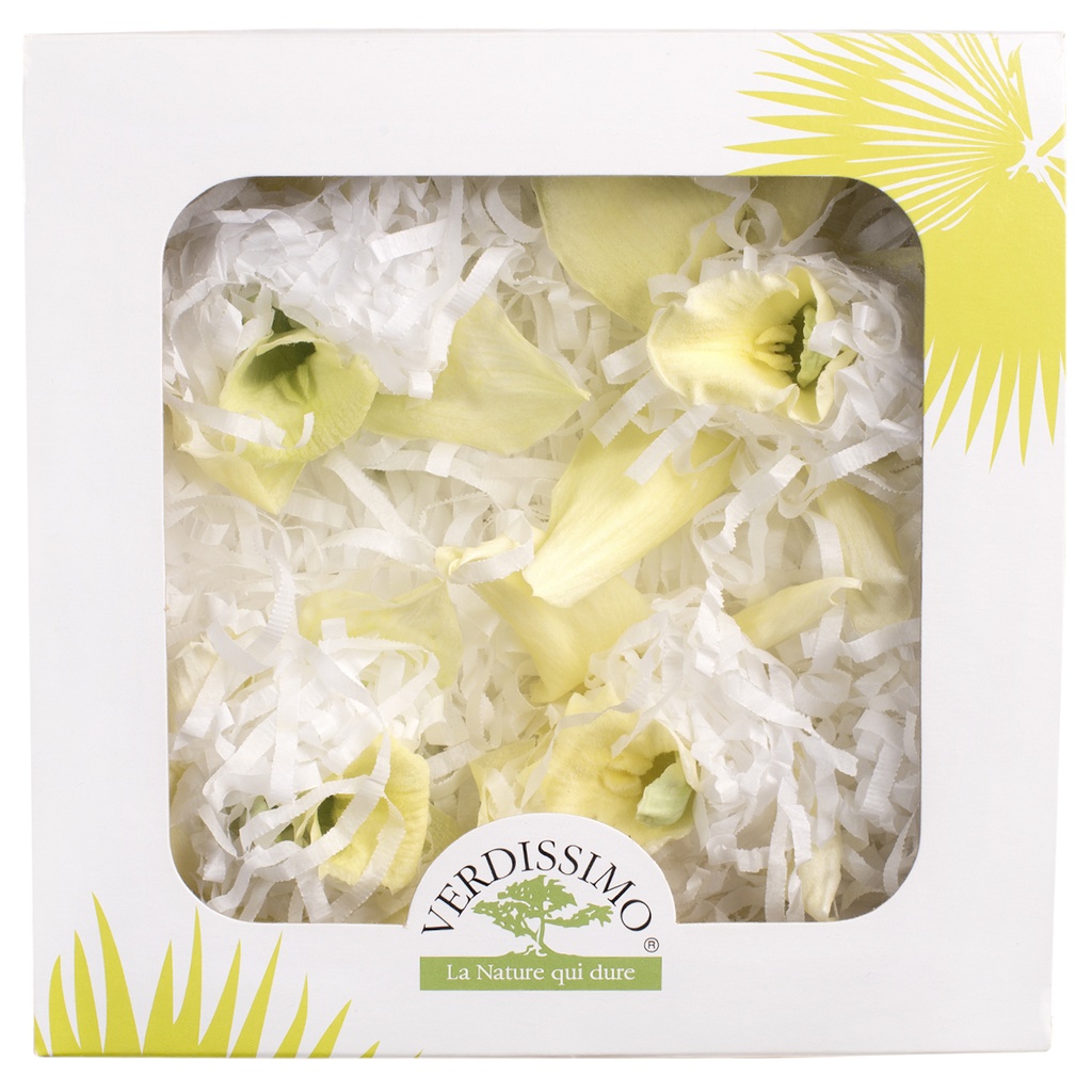CYM/1100 Orchidee Stabilisierte Grün W-Box 4  knospen