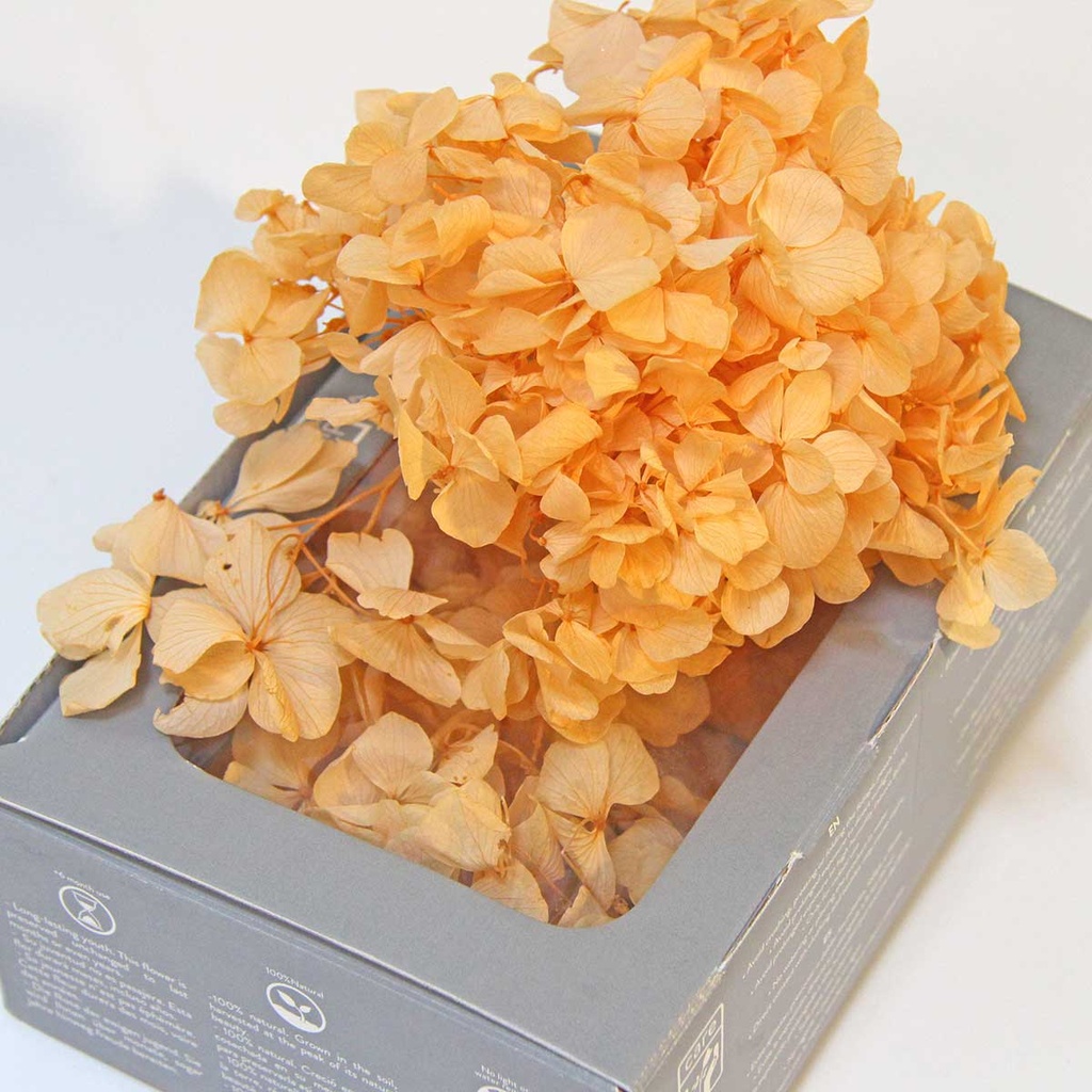 HRW/1530 Hortensia Premium stabilisée  Orange Clair W-Box 20 gr