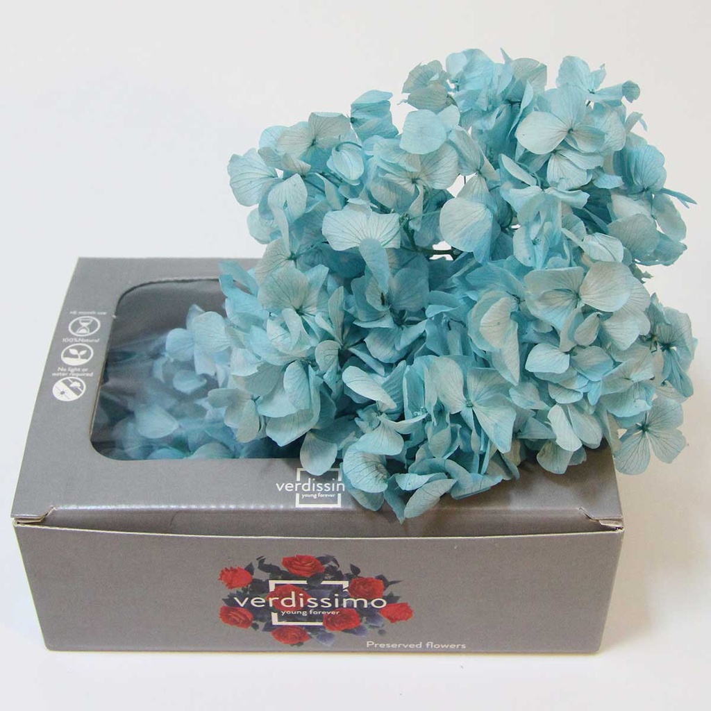 HRW/1630 Hydrangea Premium Stabilisierte Light Blue W-Box 20 gr,