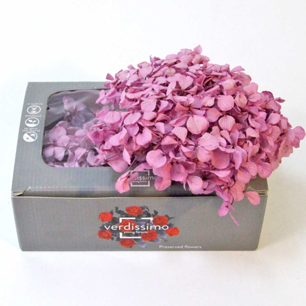 HRW/1820 Hydrangea Premium Preserved Lilac W-Box 20 gr