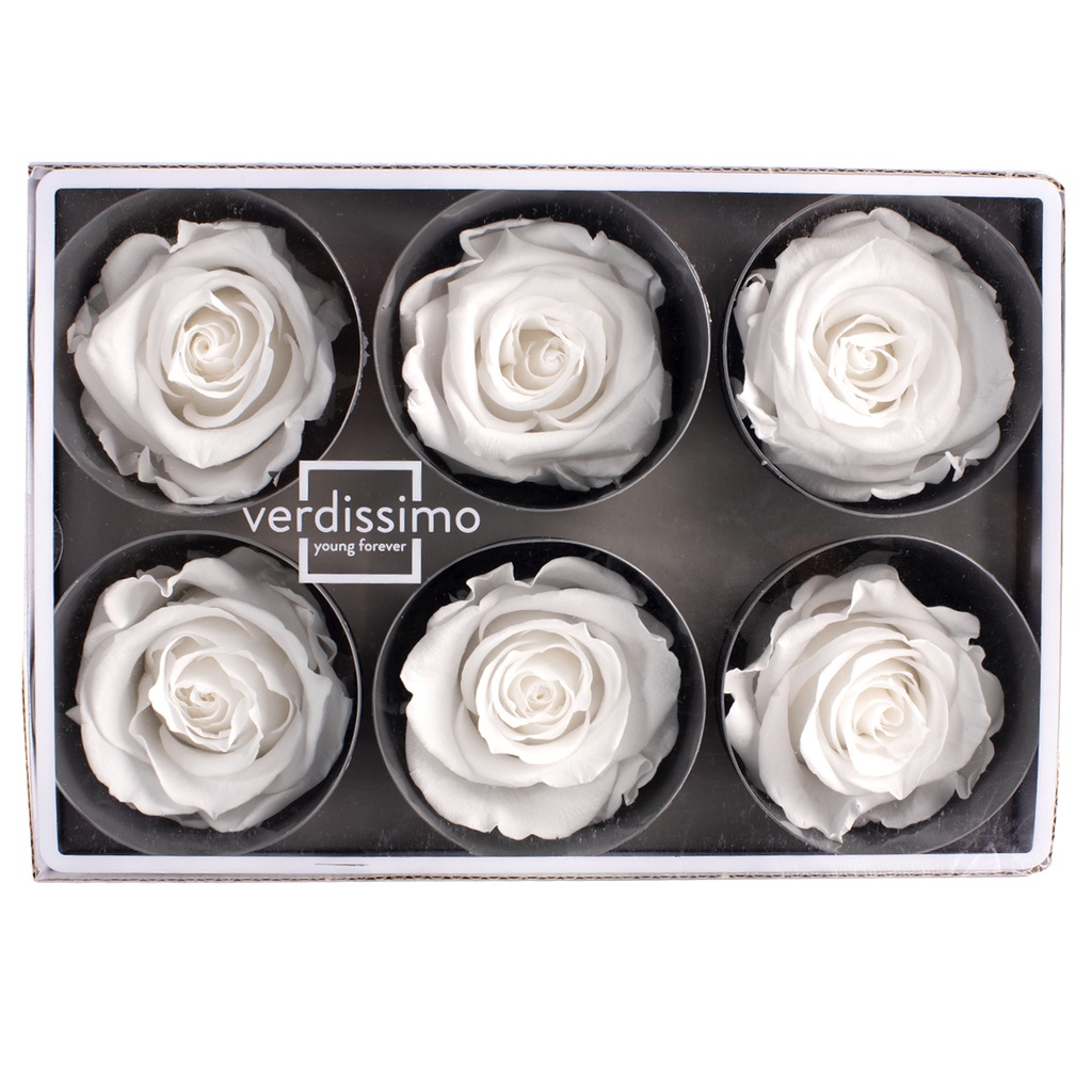 RST/2000 Rose Köpfe Stehen Stabilisierte Blanc W-Box 12 knospen