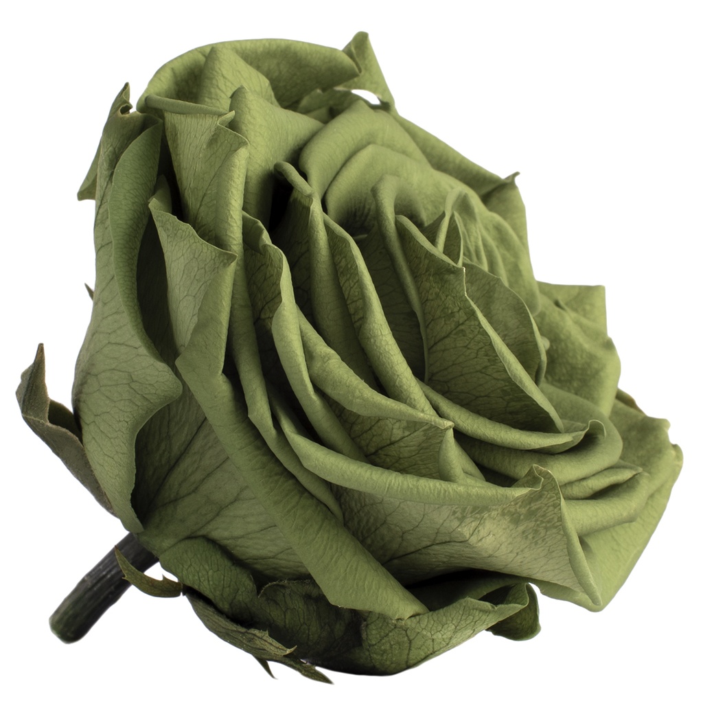 RSG/2150 Teste di Rosa Premio stabilizzato Tè Verde Scatola da 4 