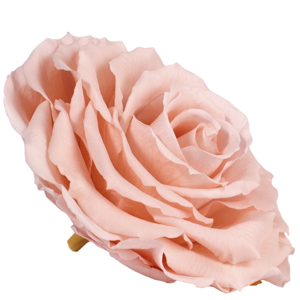 RSK/2470 Teste di Rosa Re stabilizzato Rosa da sposa Scatola da 1 