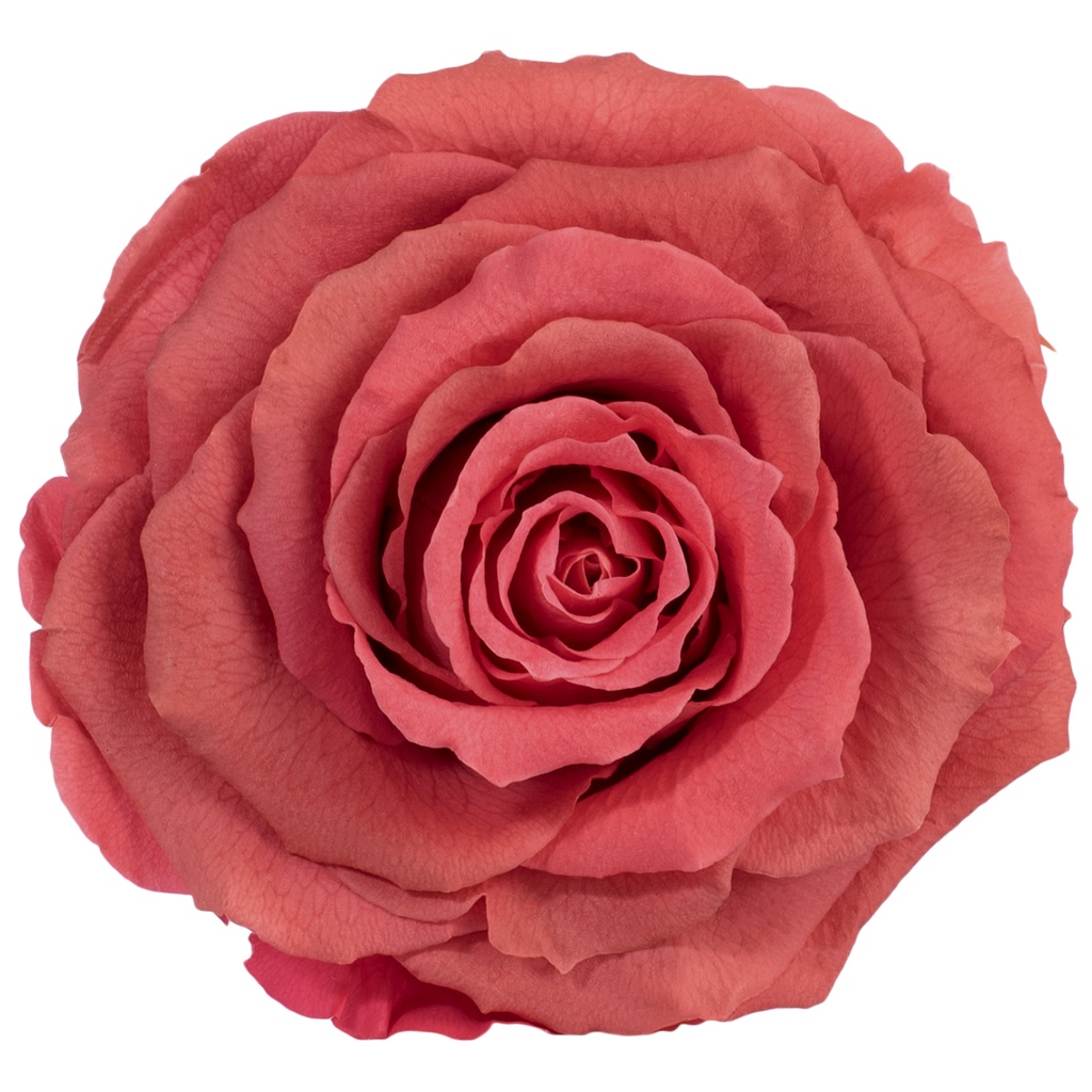 RSK/2490 Rose Head King preserved Dark Pink W-Box 1 Ud