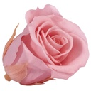 RSM/1451 Rose Köpfe Mini stabilisierte Vintage Rosa 12 Ud