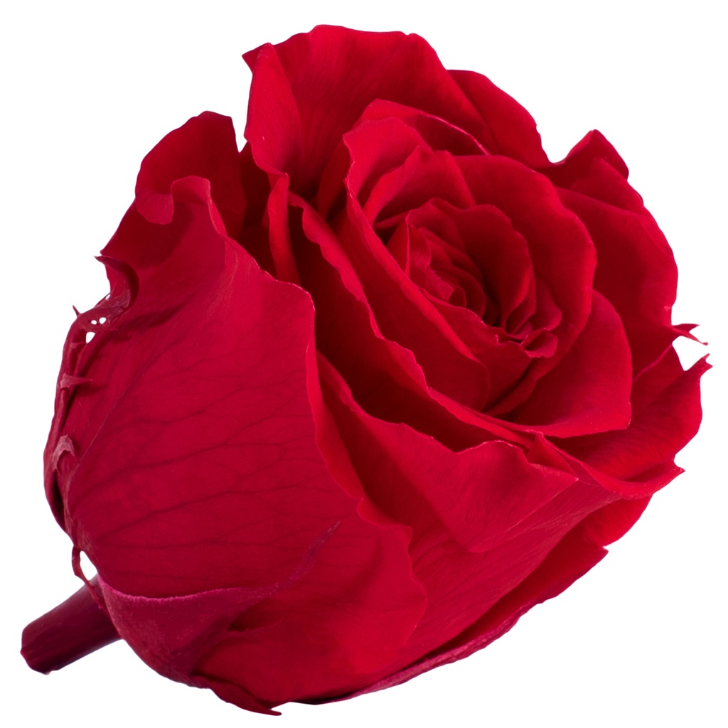 RSX/2200  Têtes de Roses Extra stabilisée  Rouge 6 Ud
