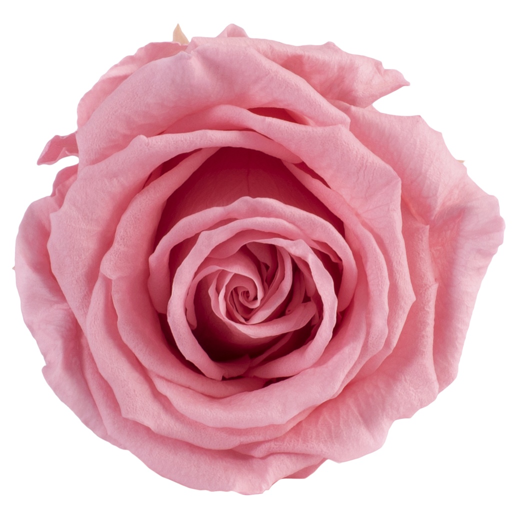 RSX/2450 Rose Köpfe Extra stabilisierte Vintage  Rosa 6 Ud
