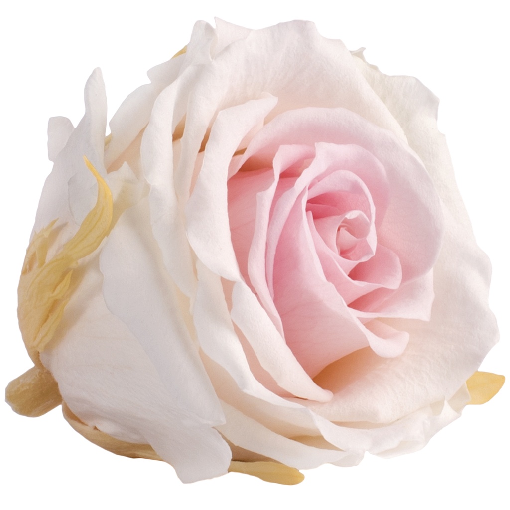 RSXT/2104 Rose Heads Extra preserved Tricolor Light Pink 6 Ud