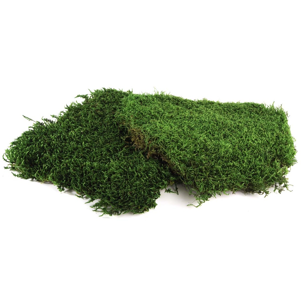 MOT/2500 Muschio piatto stabilizzato - Bulk Box 2,5 kg - Verde
