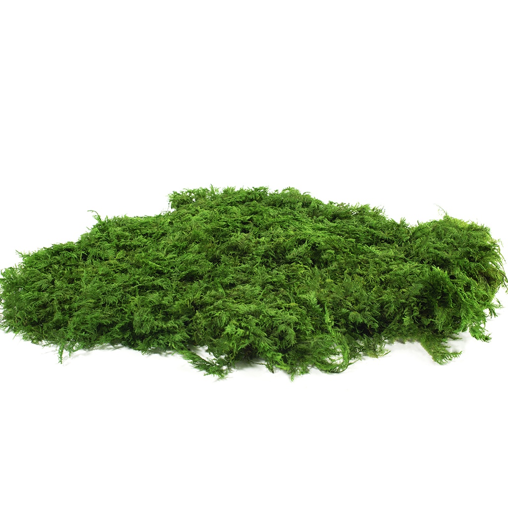 MPF/1500 Stabilisiertes Flachmoos Fern  - Bulk Box 1,5 kg - Green