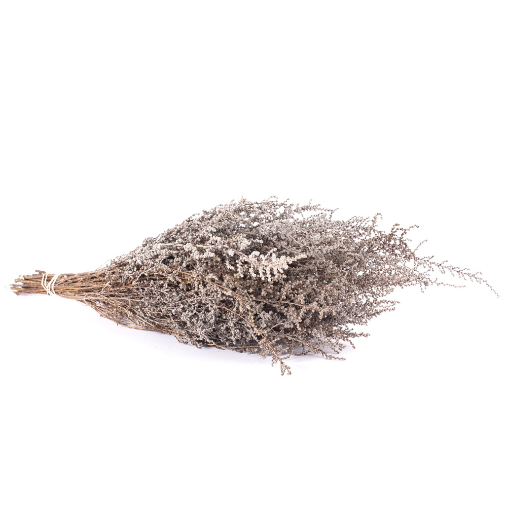 STB/0003 Stoebe preserved Silver White 30-50 cm