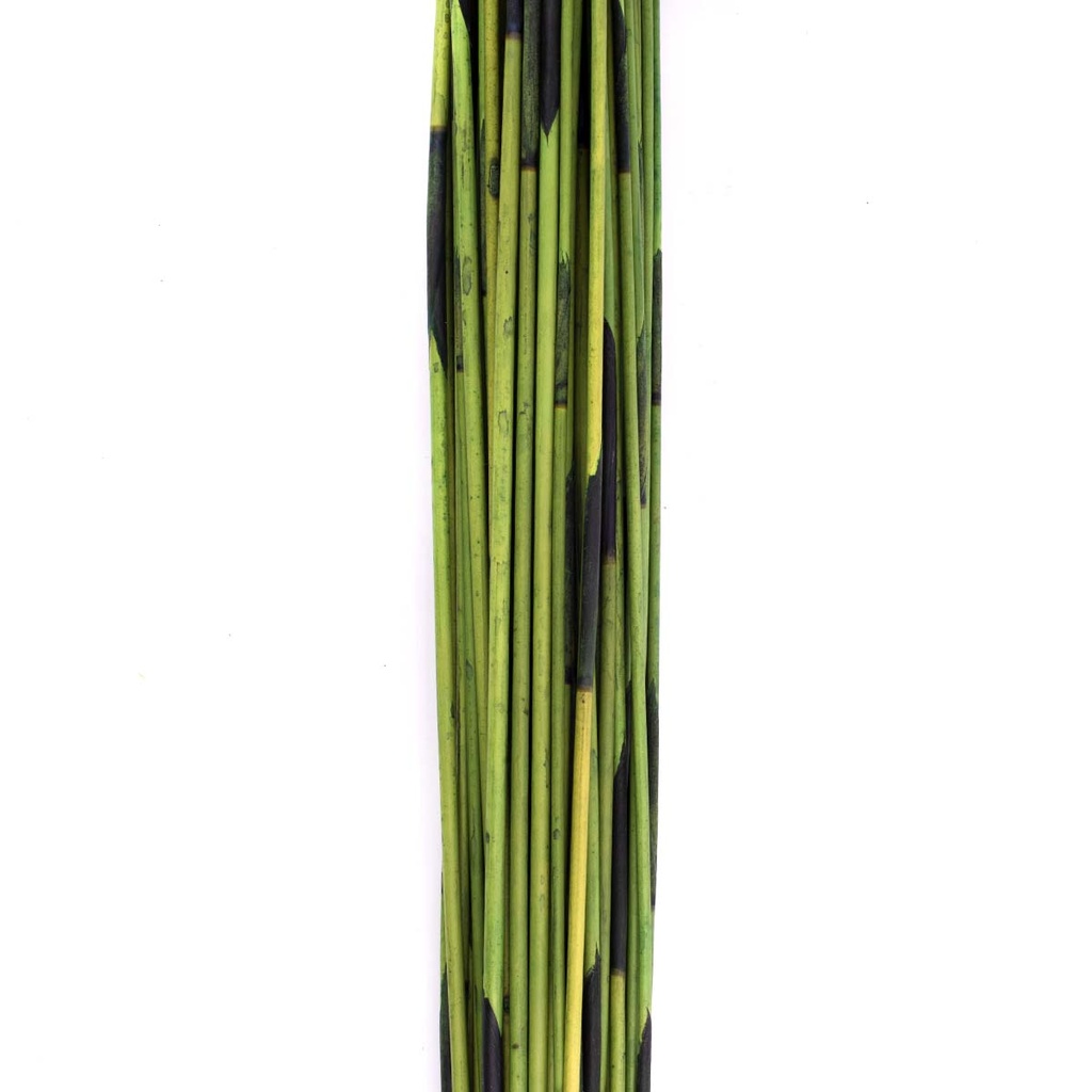 REM/9107 Mash Reed stabilisierte Grün 70-80 cm