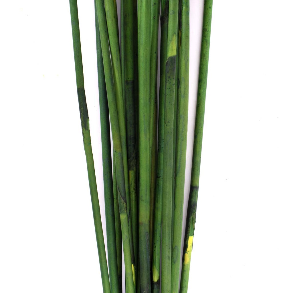 REP/9107 Elephant Reed stabilisierte Grün 80-100 cm