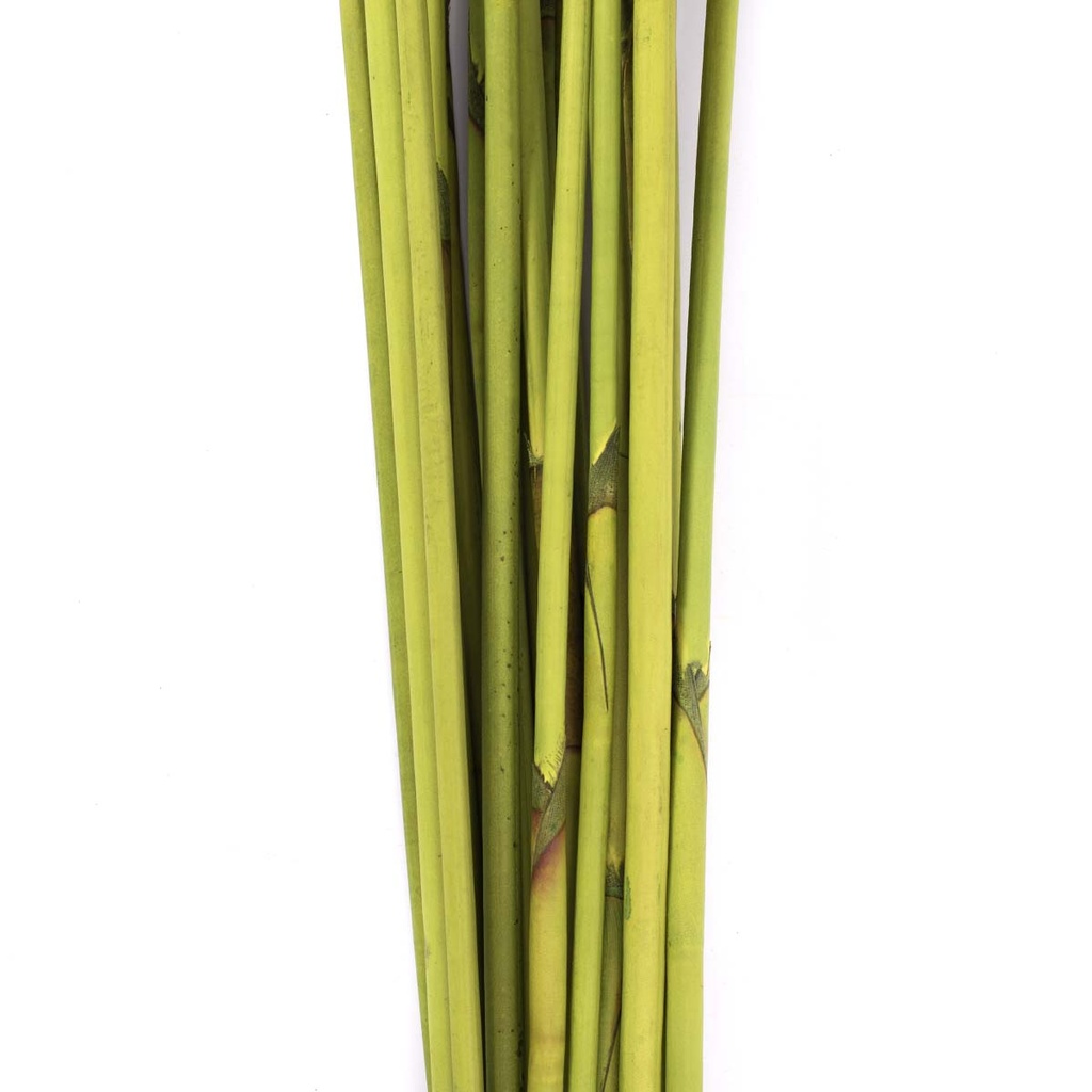REP/9117 Elephant Reed stabilisierte Hellgrün 80-100 cm