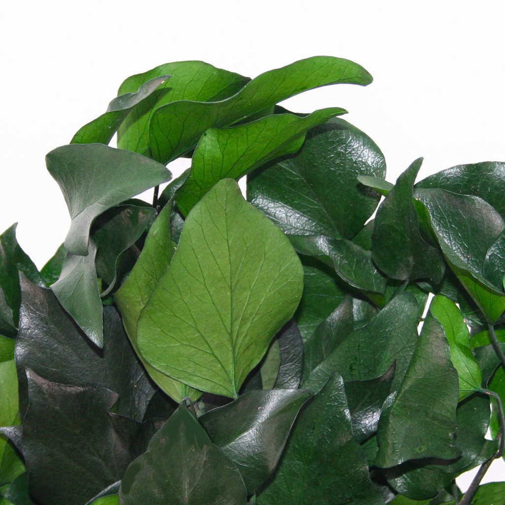 HED/2103 Lierre Hedera Arborea stabilisée Vert 30-60 cm Vrac 2.5 kg