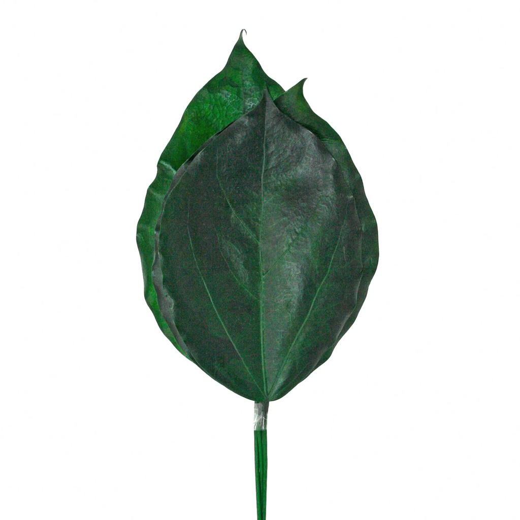 ORP/0104T Oropanna  preserved Green 5 stems 