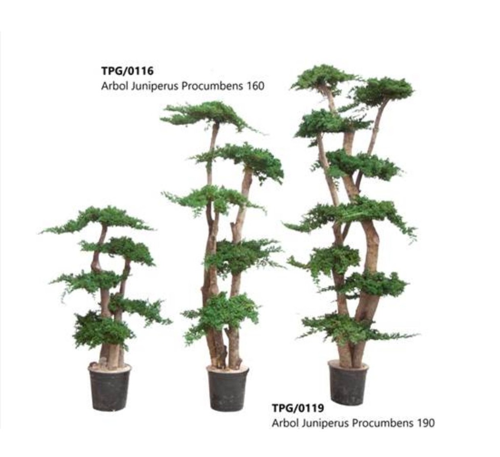 TPG/0116 Arbol stabilisé Juniperus Procumbens 160