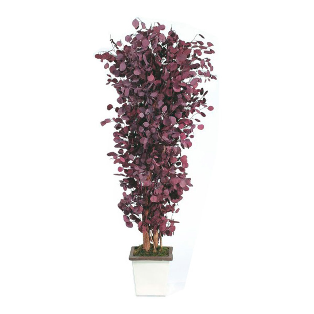 APO/0218 Populus Bushy Preserved Tree