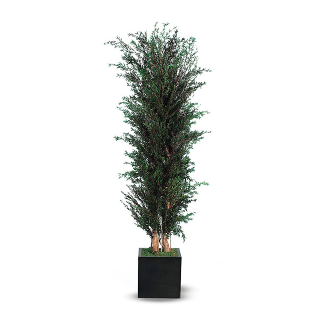 PLP/0113 Bushy Lungifolia Preserved Tree – Green, 130 cm Height | Indoor Decorative Tree 