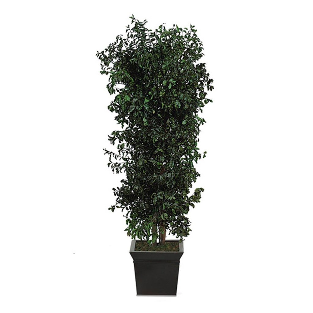 PPI/0113 Pitosporum Bushy Preserved Tree Green 130 cm