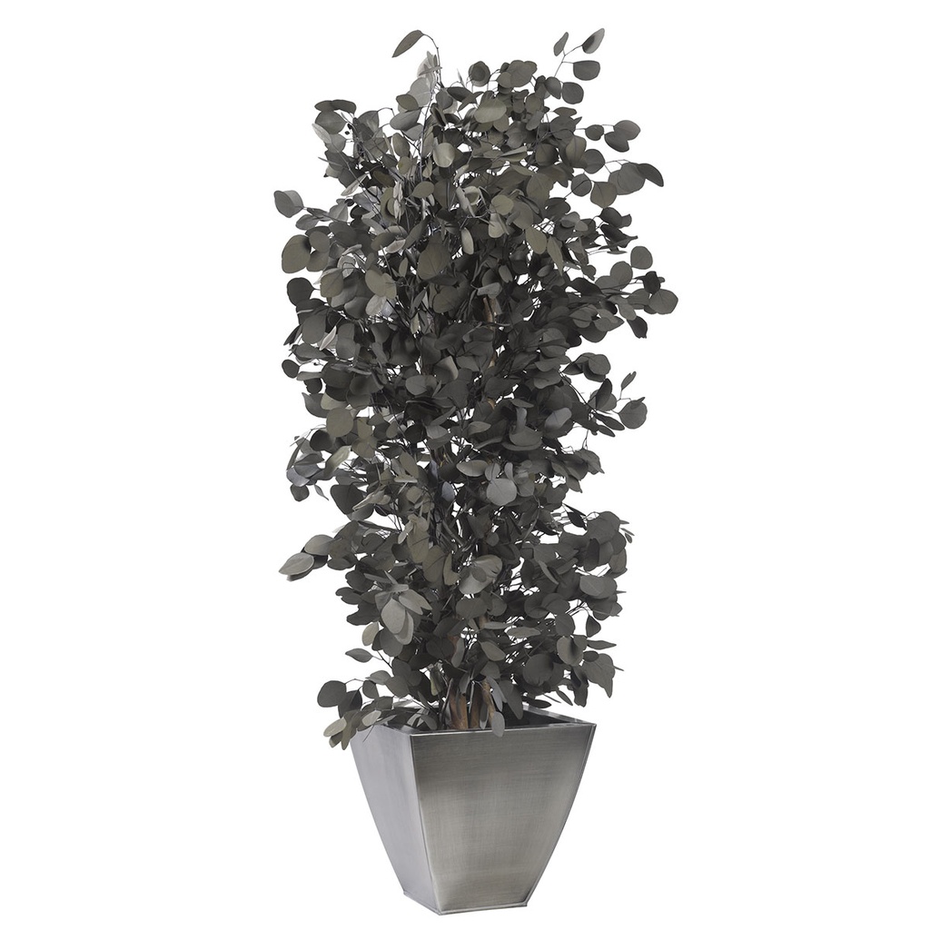 PPO/0113 Bushy Populus Eucalyptus Preserved Tree – Green, 130 cm Height | Indoor Decorative Tree
