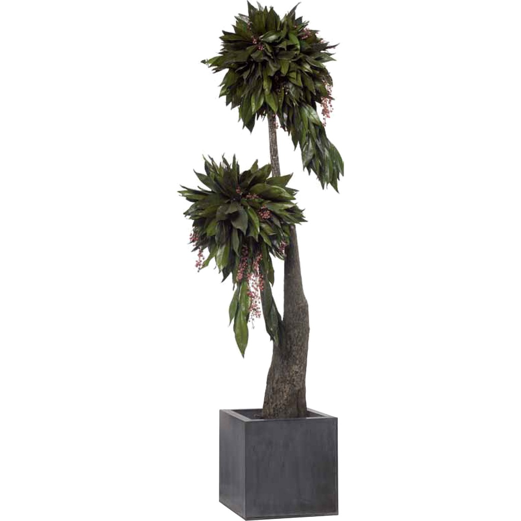 JCO/0116 Arbre champignon stabilisé Vert Coculus hauteur 160 cm