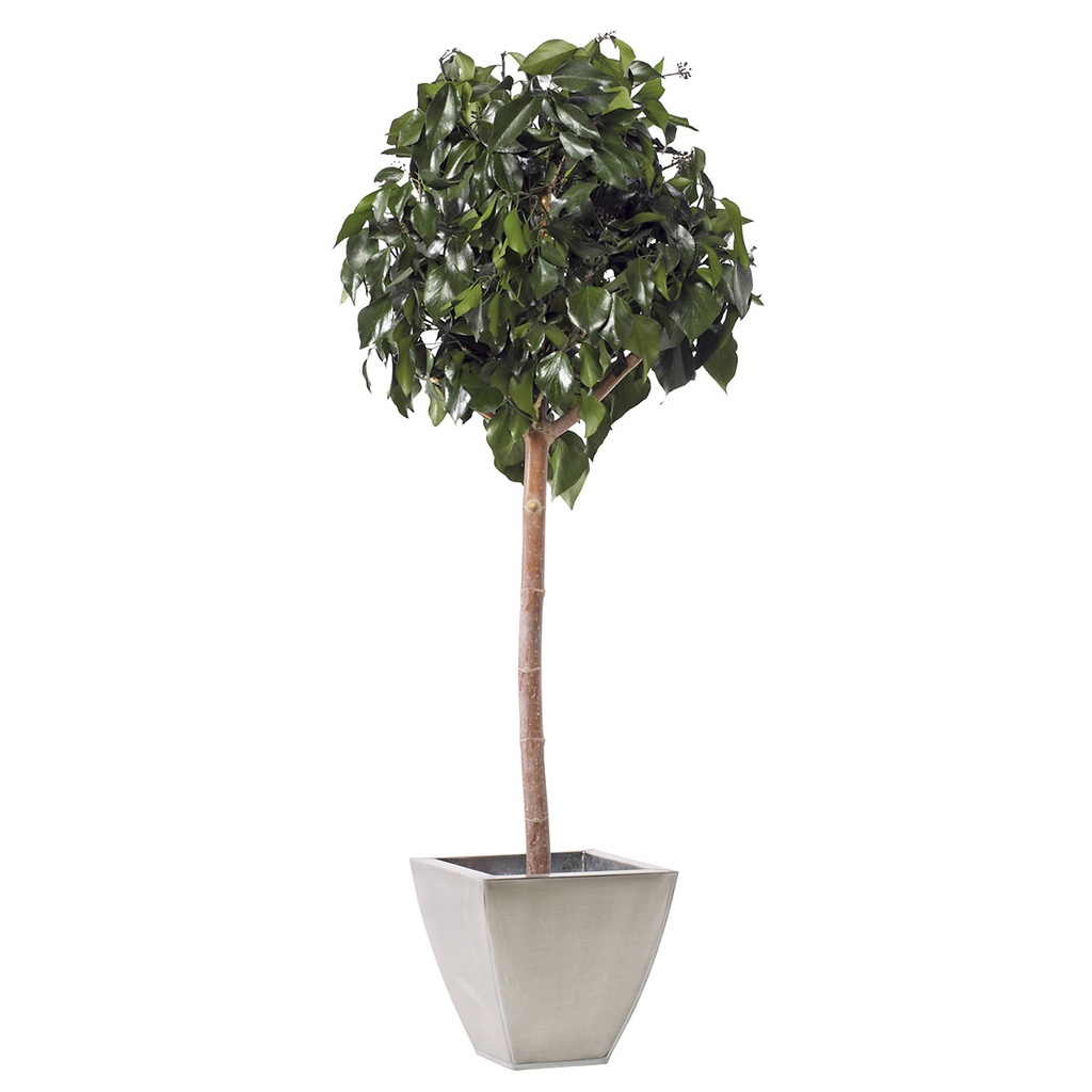 CHE/0115 Top Hedera Arborea green 150 cm