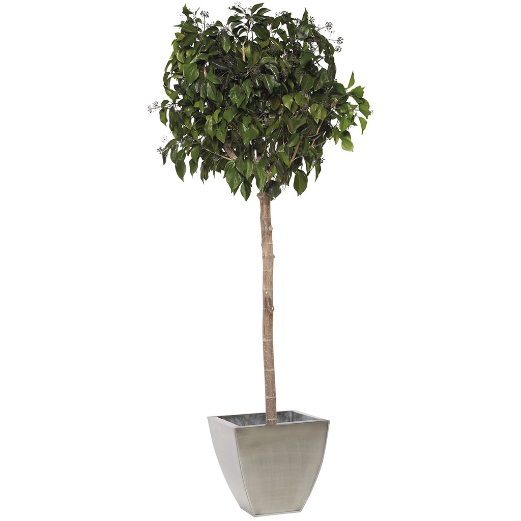CHE/0120 Top Hedera Arborea crowm green 200 cm