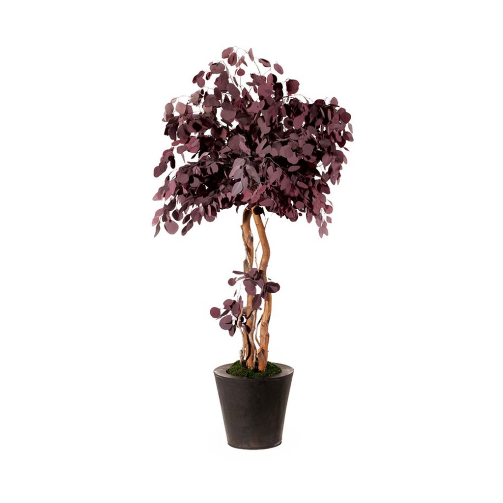 CPO/0213 Mushroom Populus Preserved Tree – Red, 130 cm Height | Indoor Decorative Tree