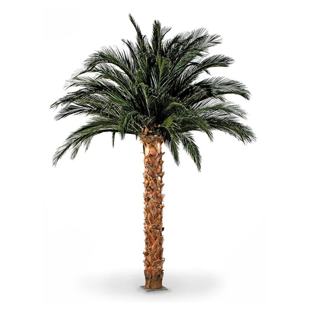 KTP/0450 Palm Phoenix Preserved Tree – Green Kit (56 Leaves + Trunk + Metal Base), 625/660 cm Height | Indoor Decorative Tree