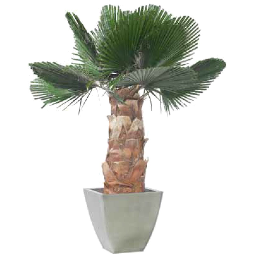 KWC/0140 Palm Washingtonia Preserved Tree – Green Kit Cuted Leaves, 140 cm Height | Indoor Decorative Tree
