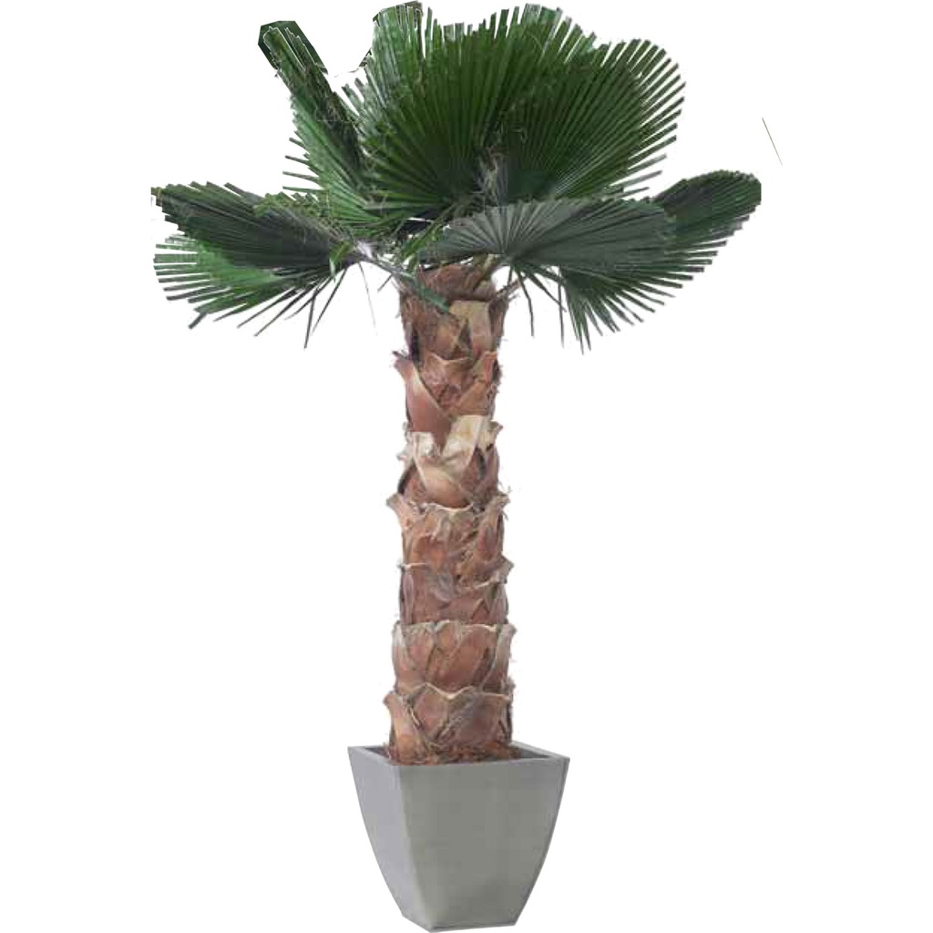KWC/0190 Kit Washingtonia Foglie Cutted 190 cm