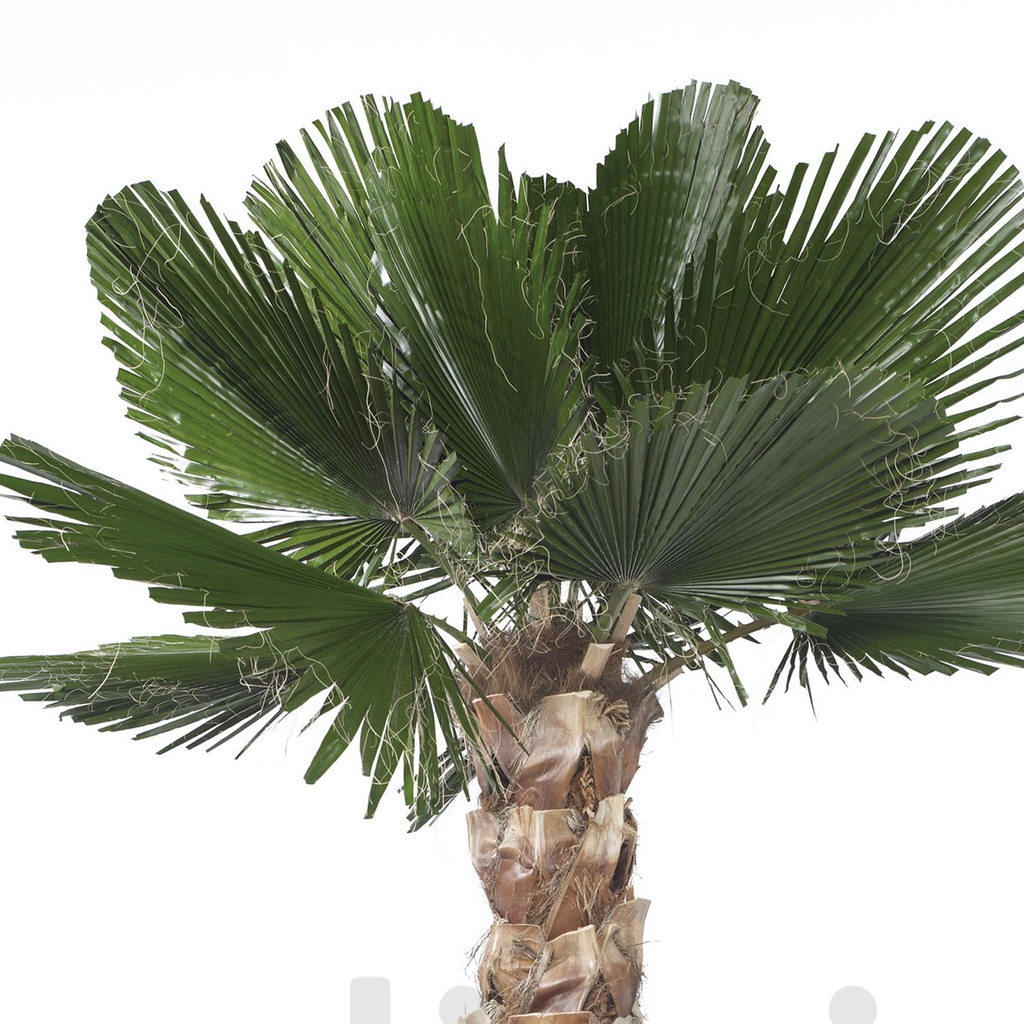 KWC/0240 Palm Washingtonia Preserved Tree – Green Kit Cuted Leaves, 240 cm Height | Indoor Decorative Tree