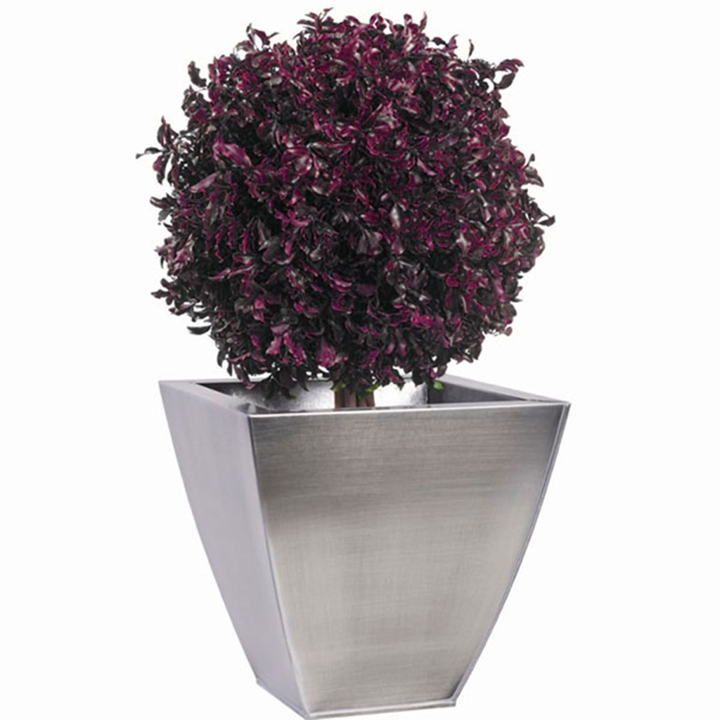BPI/0204 Pitosporum Tree ball 30 cm / 40 cm