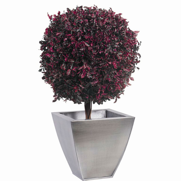 BPI/0205 Topiary-Baum stabilisiert Rot Pittosporum diam 45 cm