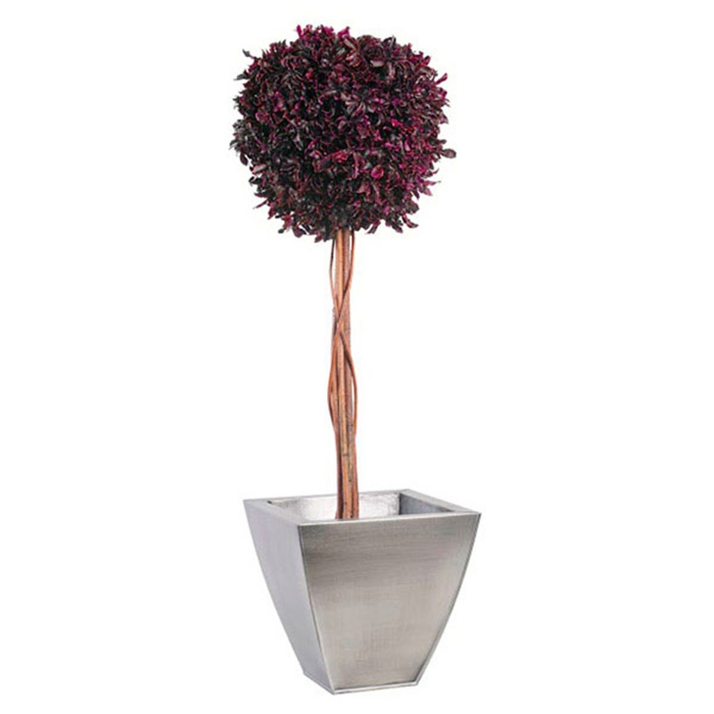 BPI/0210 Arbre Topiaire stabilisé Rouge Pittosporum diam 30 cm hauteur 100 cm