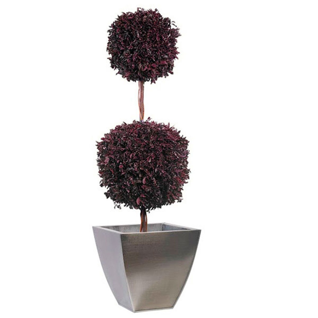 BPI/0214 Arbre Topiaire stabilisé Rouge Pittosporum diam 45 cm hauteur 140 cm