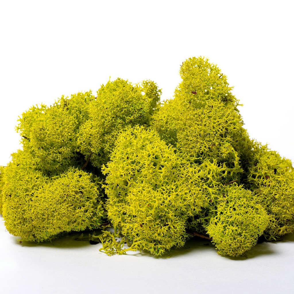 LIR/0555 Lichen stabilisée Vert Citron W-Box 0,5 kg