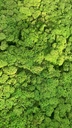LIR/4079A Lichen stabilisée Vert Citron  - Box 4 kg, OUTLET