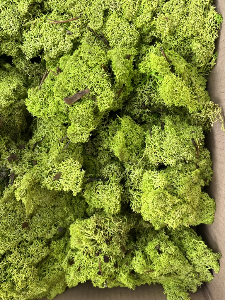 LIC/4055A Lichene stabilizzato Primavera Verde - cartone sfuso con 4 kg, OUTLET