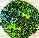 WMIX/2100 Preserved Green Wall Mix of Preserved Flat Moss, Ball Moss & Plants  proportion 80 to 20 - 1 M2